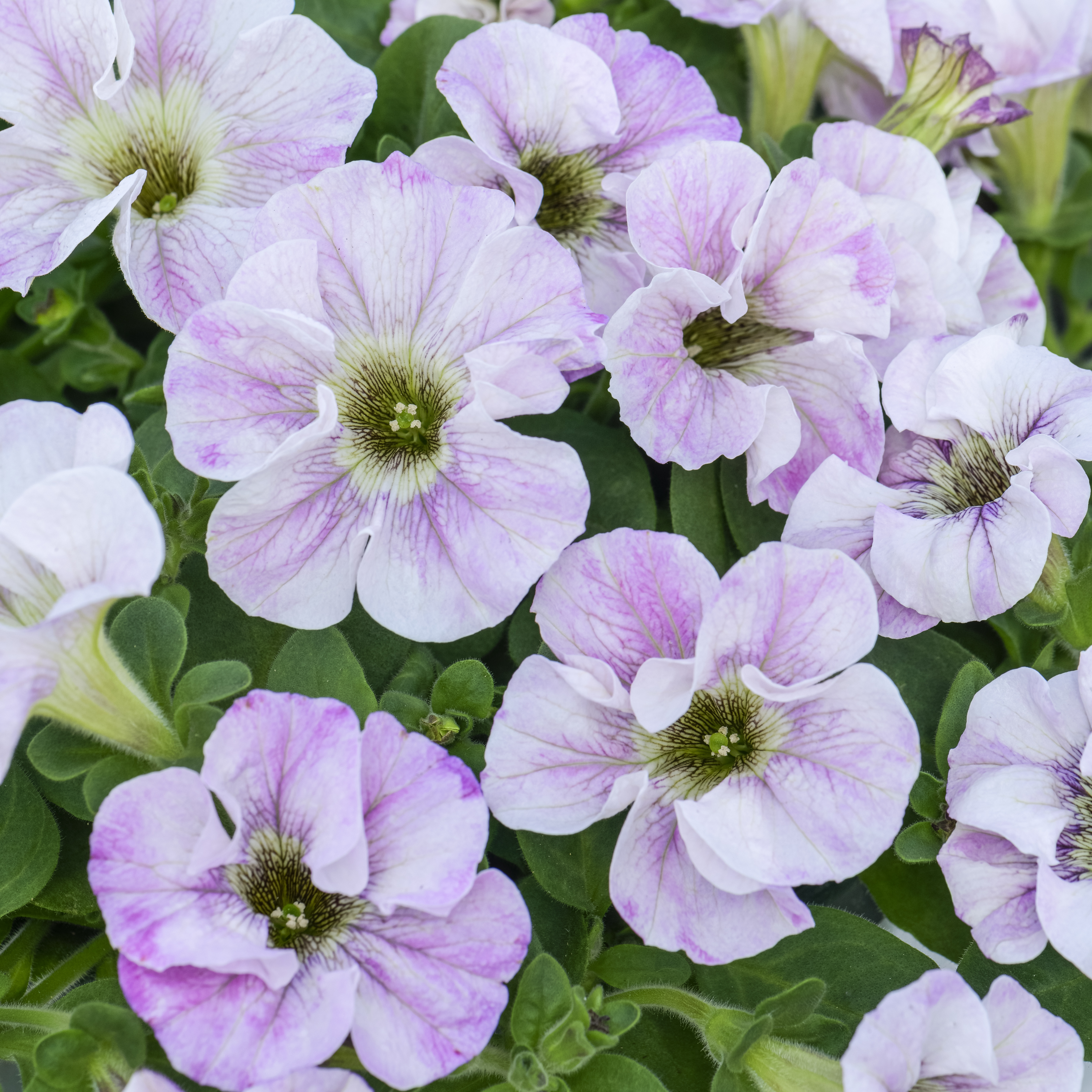 Petunia Designer Bridal Blush